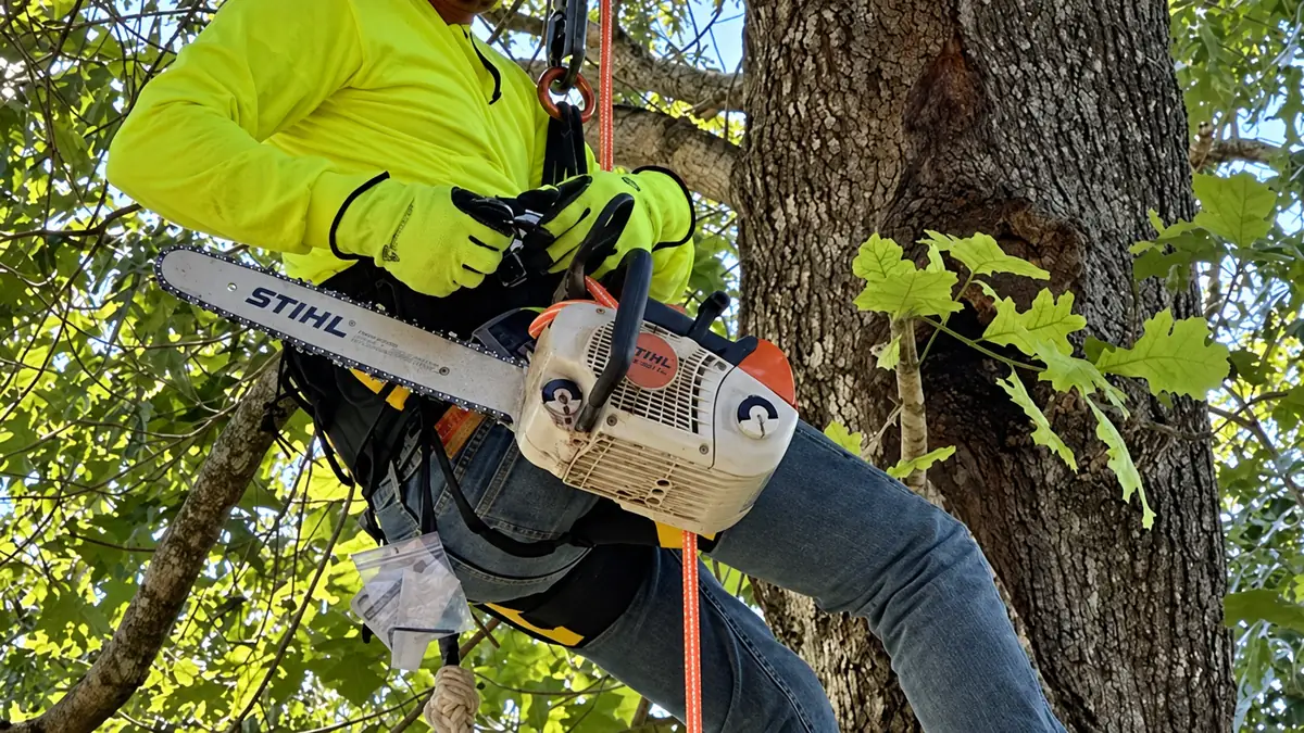 An Apex climber tied into a large tree trunk with a chainsaw